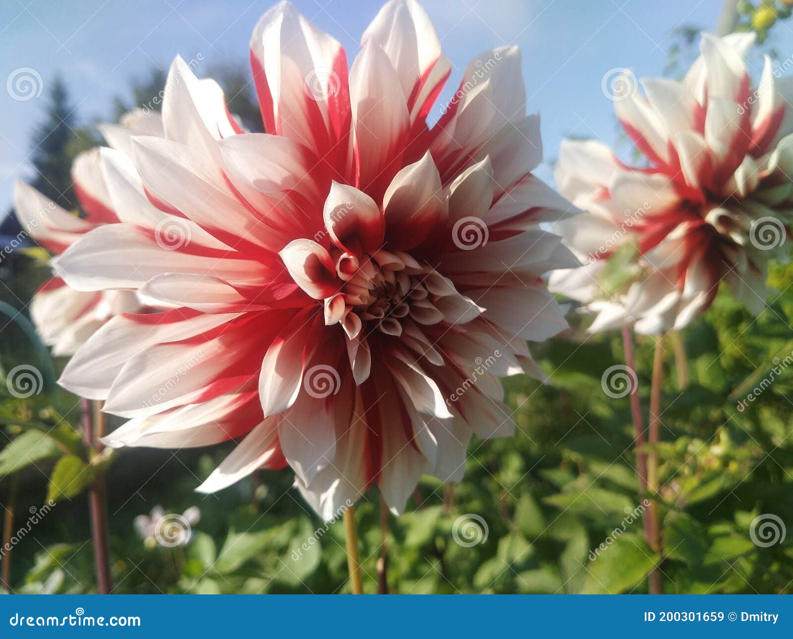 Dahlia Flower, Red and White. Stock Image Image of petal, plant