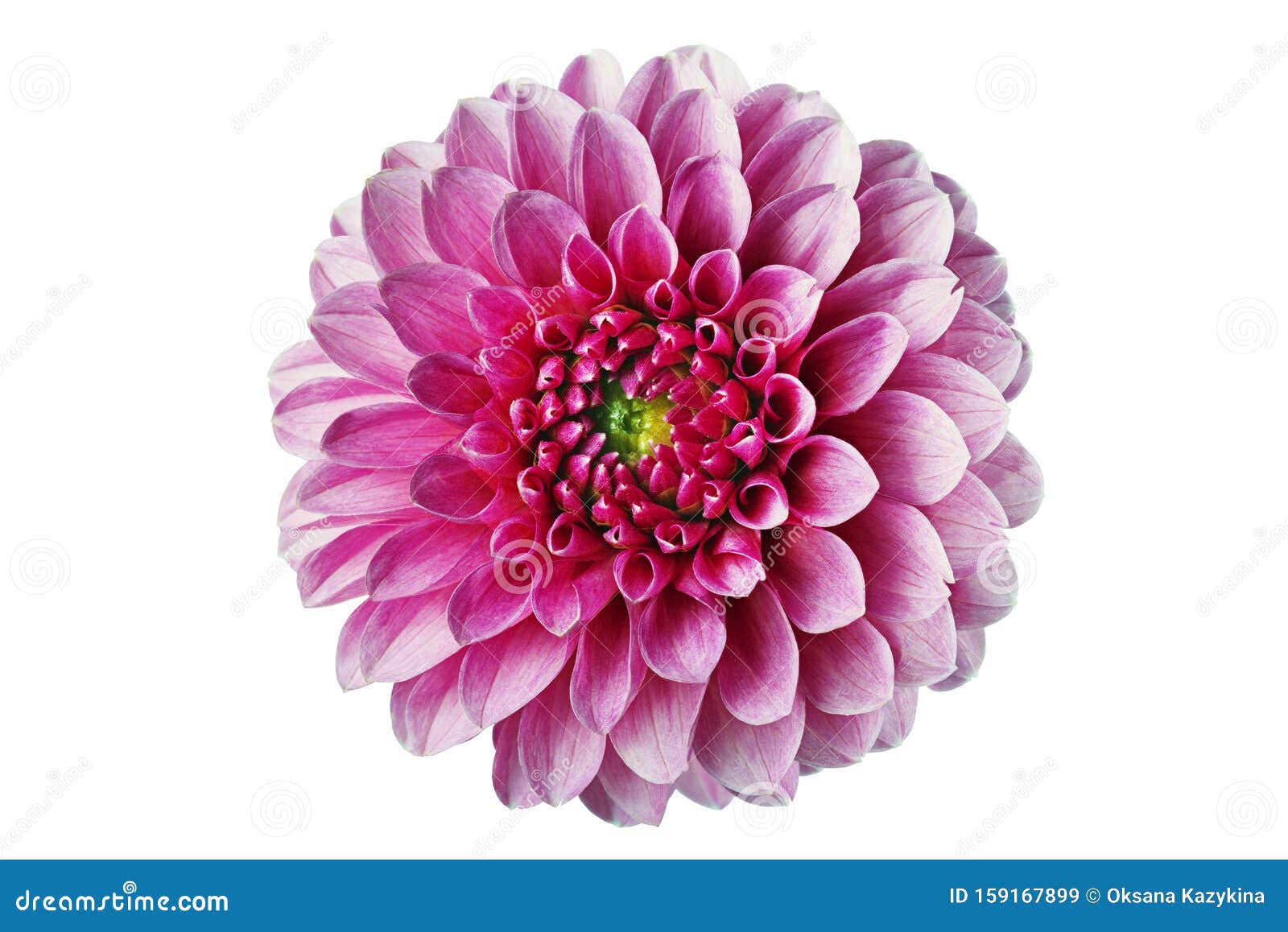 Flower White Background Images - Download 1,741,436 Royalty Free Photos
