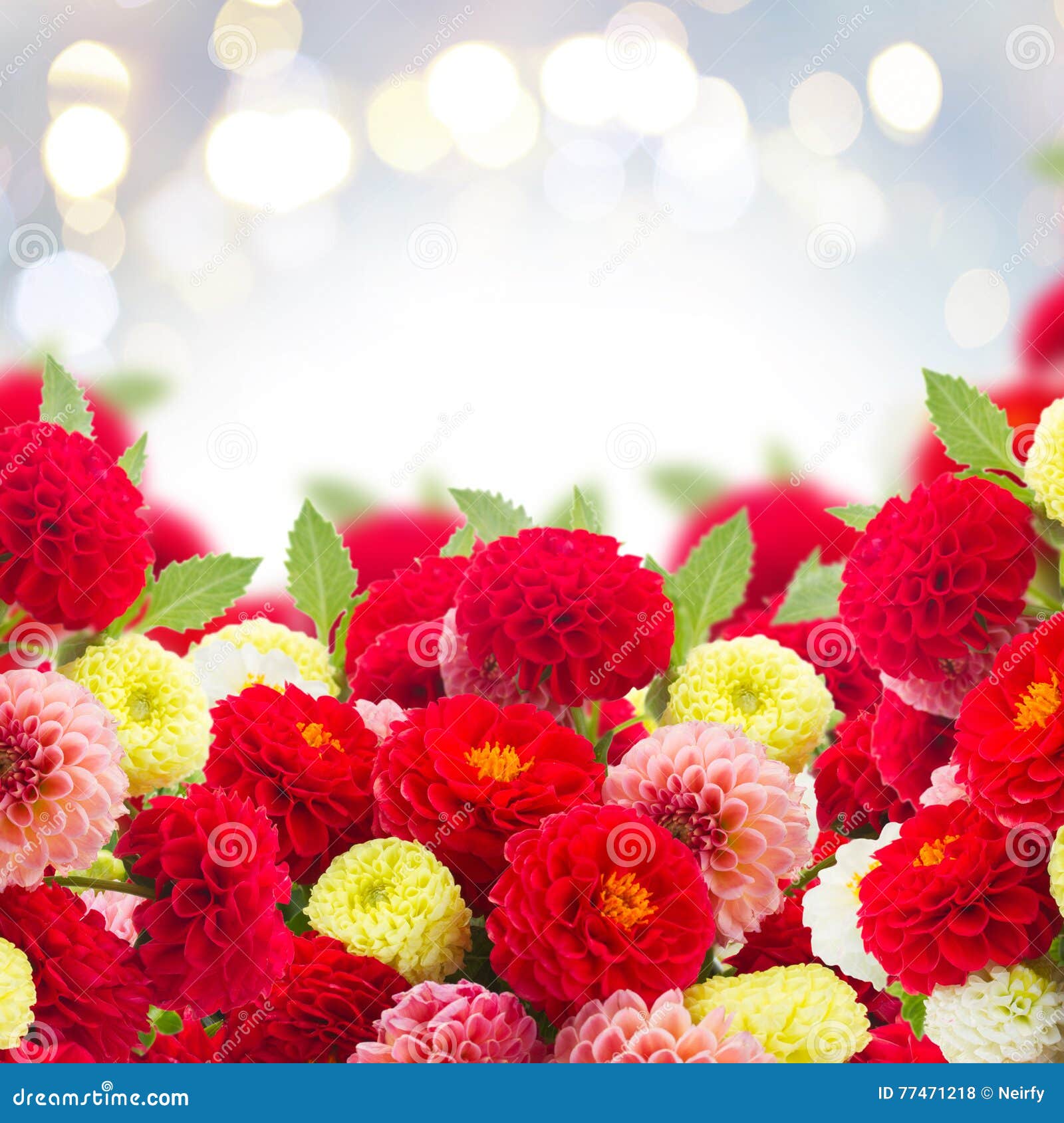 Dahlia flowers border stock photo. Image of closeup, blooming - 77471218