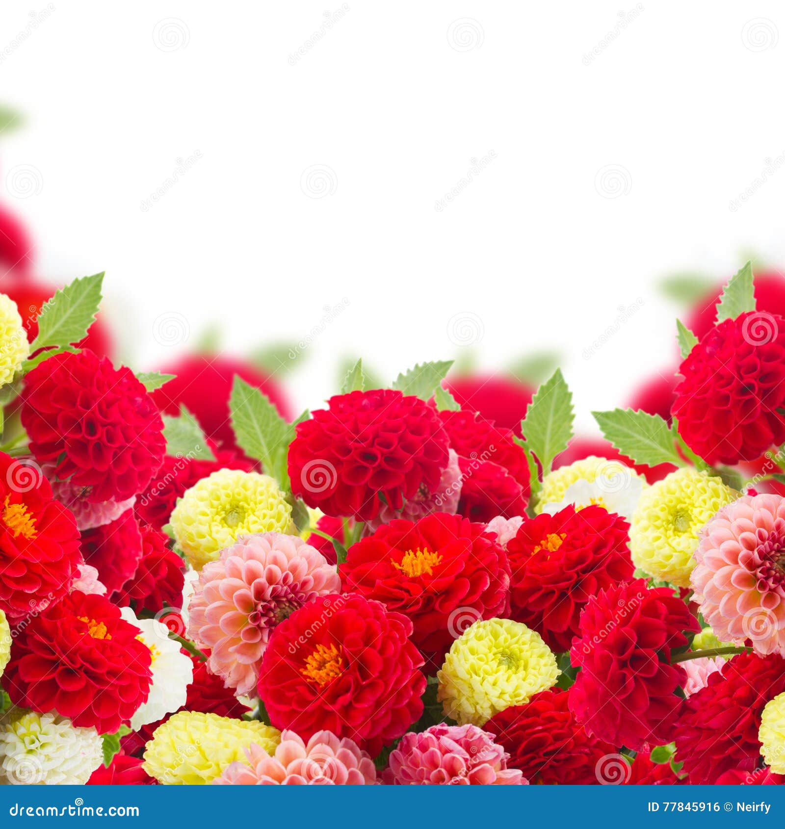 Dahlia flowers border stock photo. Image of autumn, season - 77845916