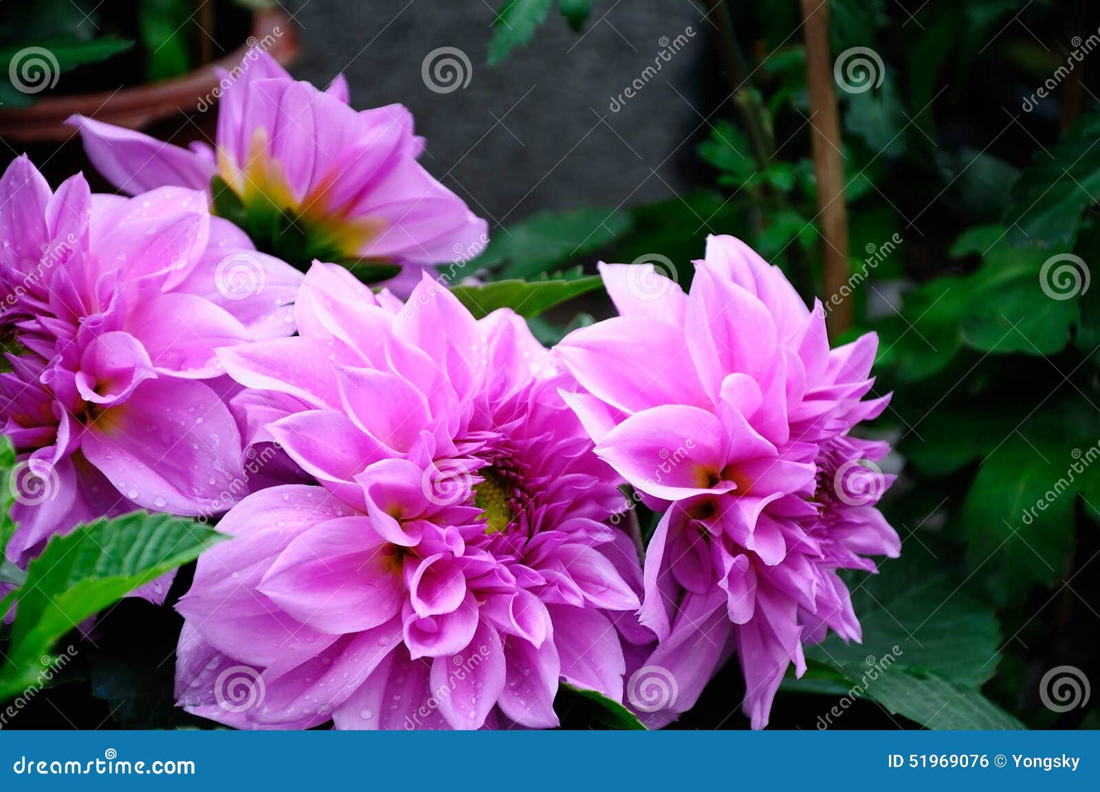 Dahlia Flowers stock photo. Image of head, beauty, bouquet 51969076