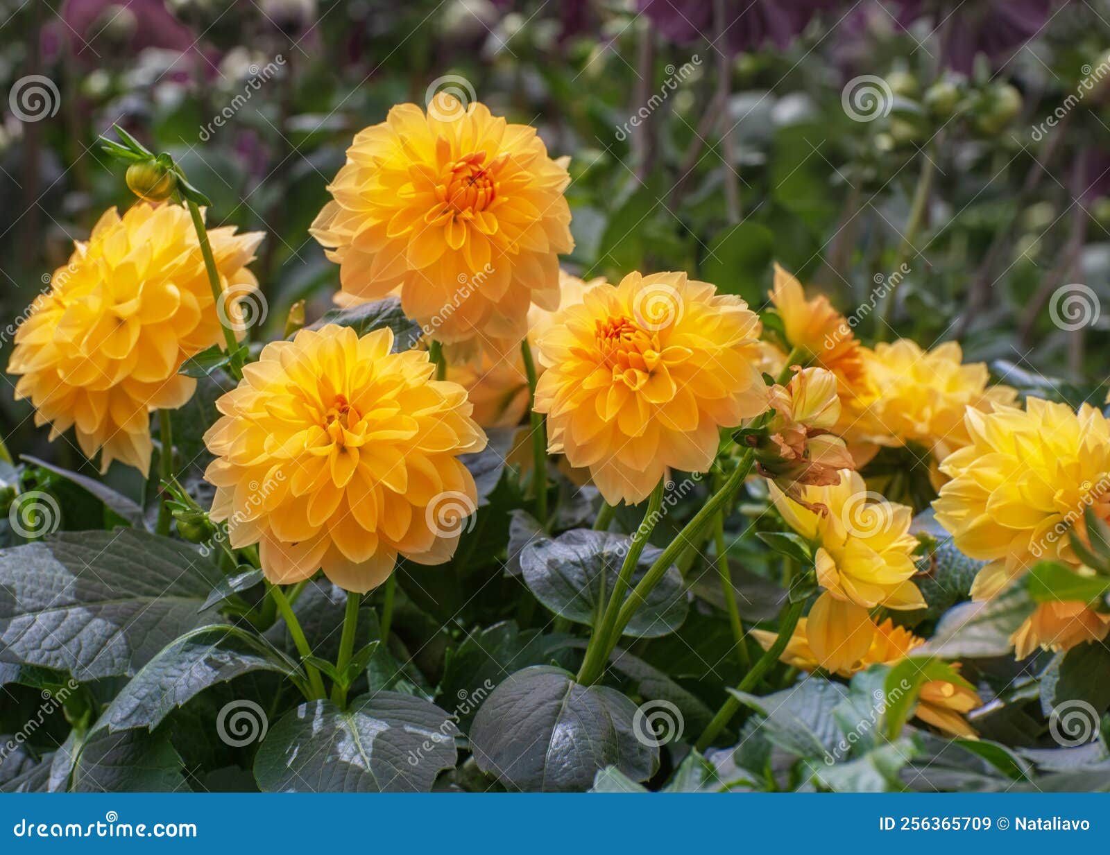 dahlia hybride of shafran color. garden plants of brightly colored with many hues, for parks, balconies