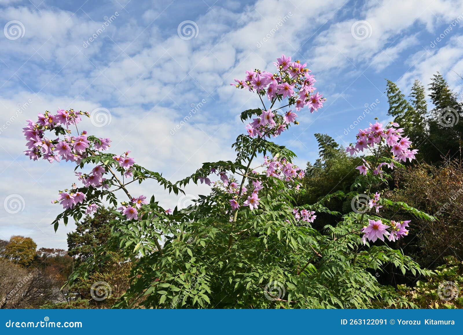 Dahlia Imperialis Tree Dahlia Flowers Royalty Free Stock Photography dahlia-imperialis-tree-dahlia-flowers-royalty-free-stock-photography