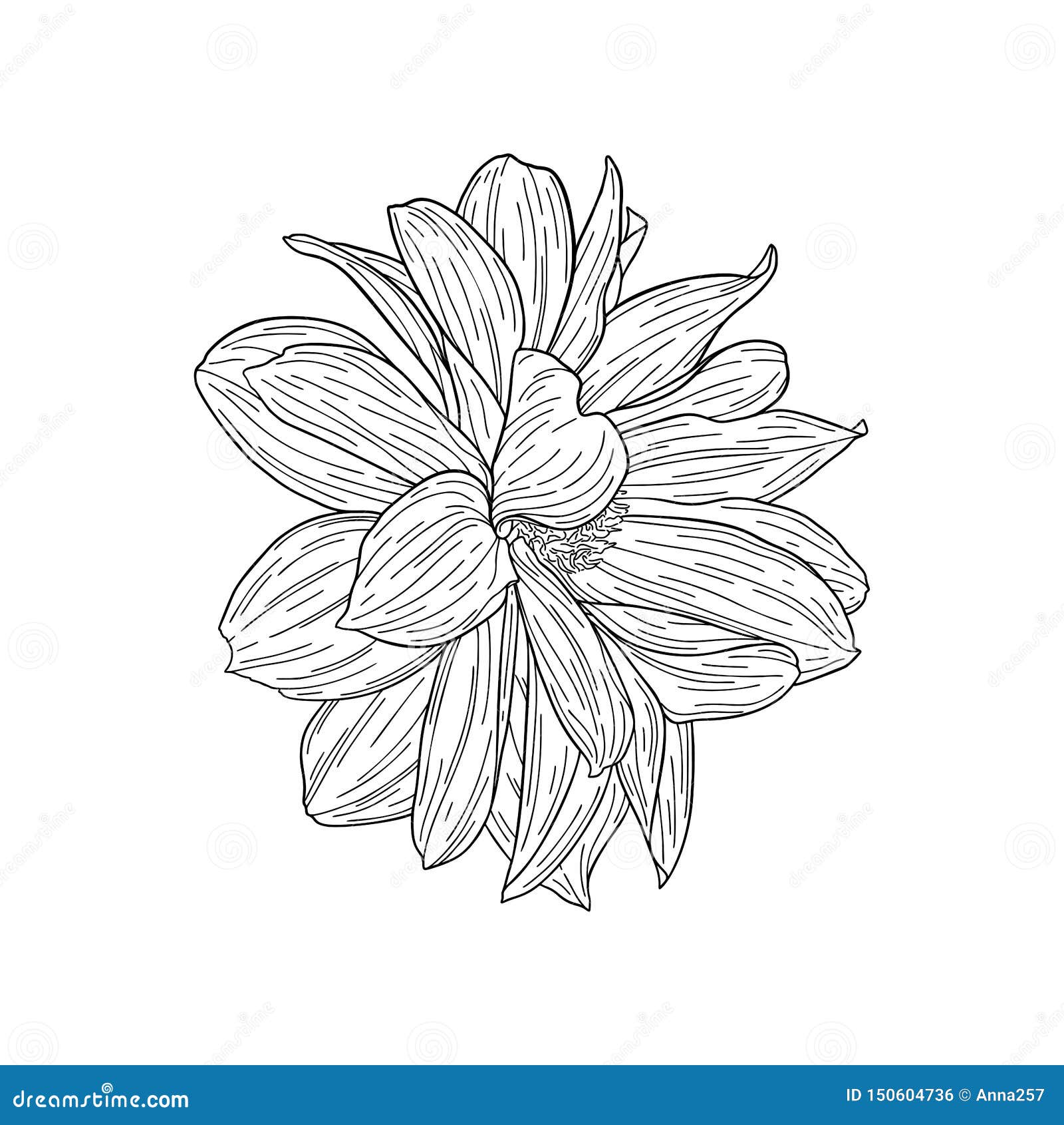 Quick Ink Pen Floral Sketch Study - illustrations Jitesh Patel