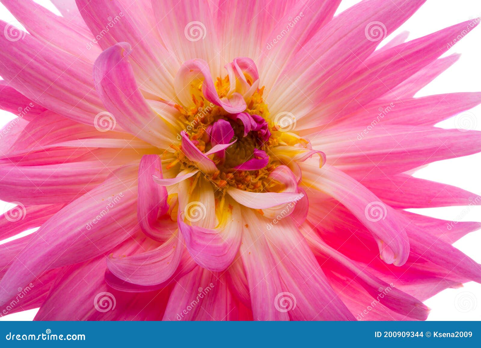Dahlia isolated stock photo. Image of design, closeup - 200909344