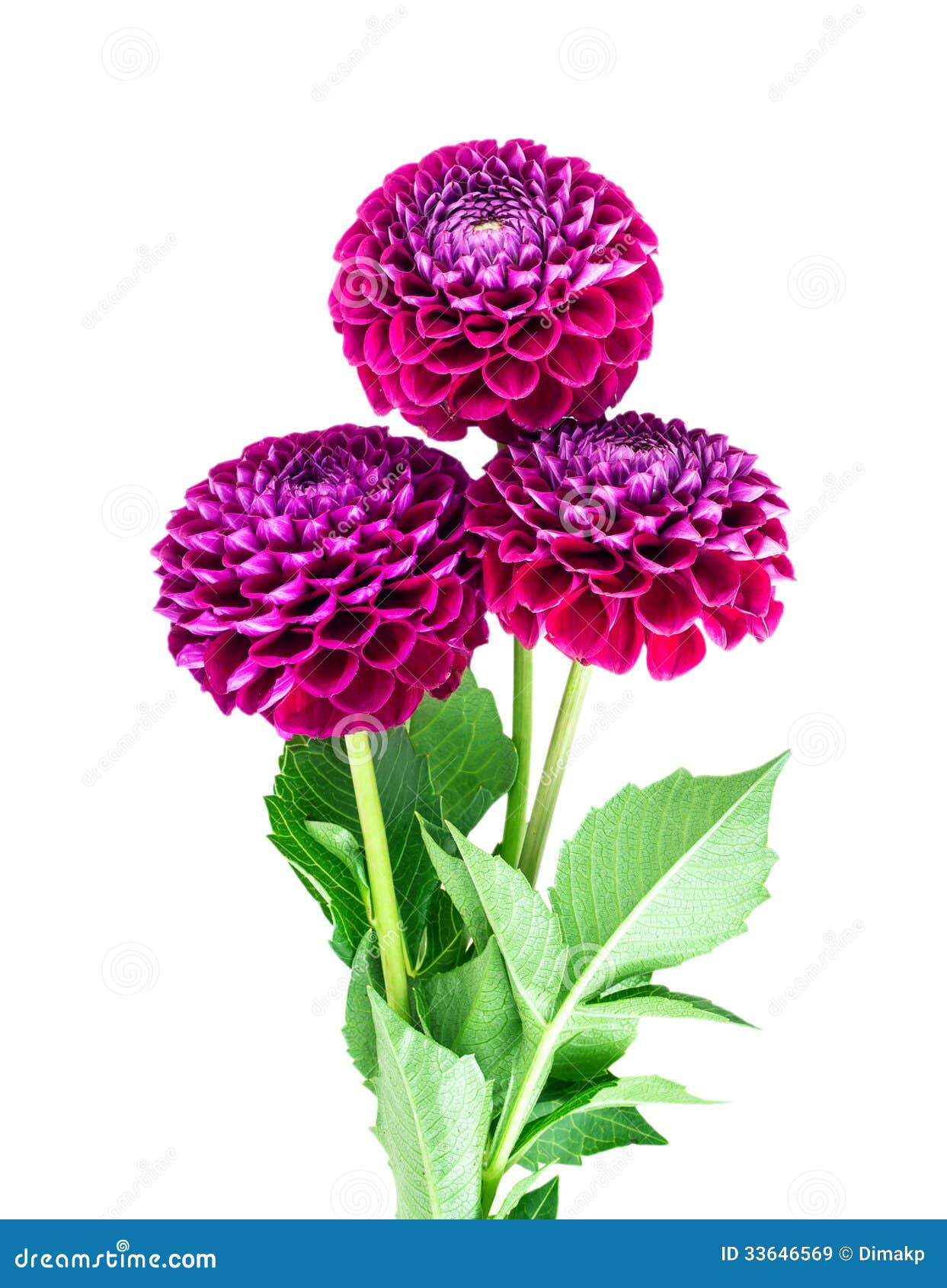 Dahlias Stock Photo | CartoonDealer.com #30237378