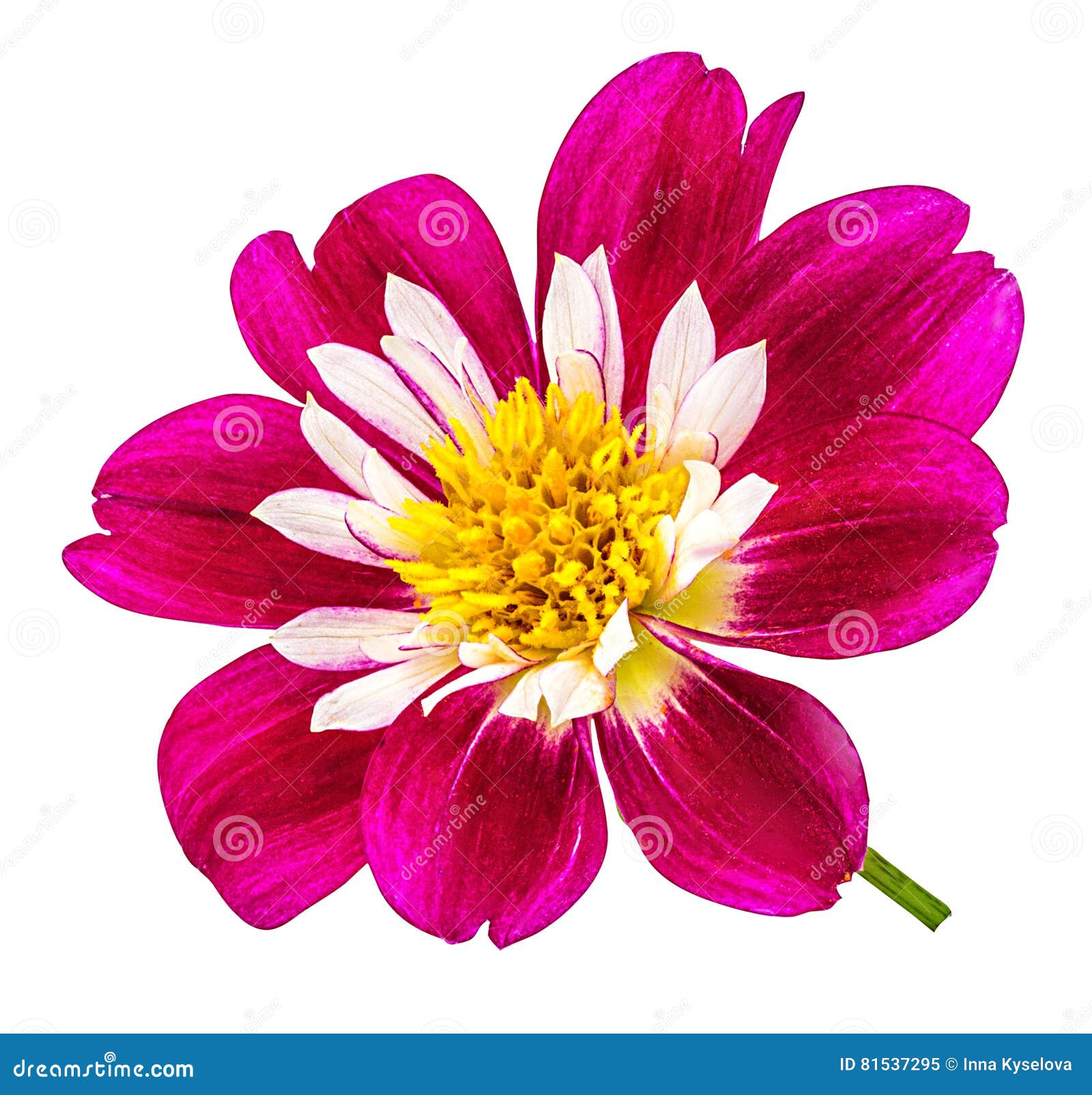 Dahlia isolated on white stock image. Image of background - 81537295