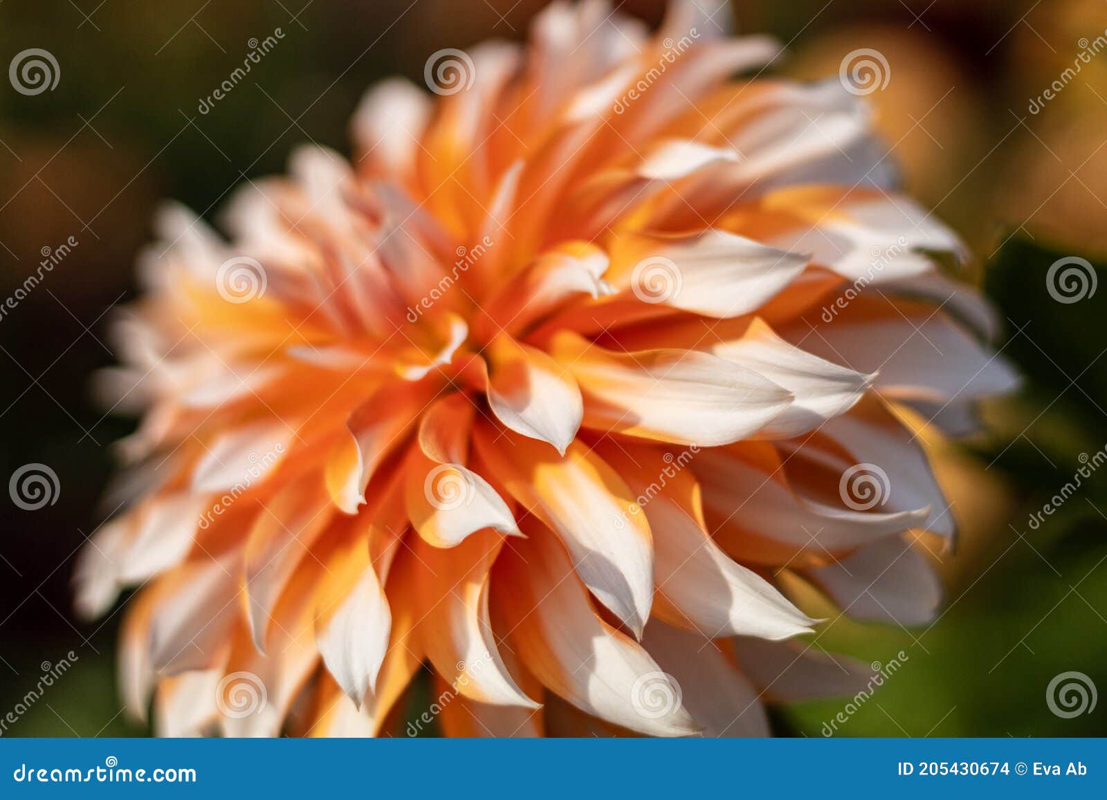 Dahlia Laranjas Na Neve Appelsiner I Snoen. Feche-se Da Manhã De Outubro.  Artística. O Conceito De Autu De Floração Foto de Stock - Imagem de disco,  diâmetro: 205430674