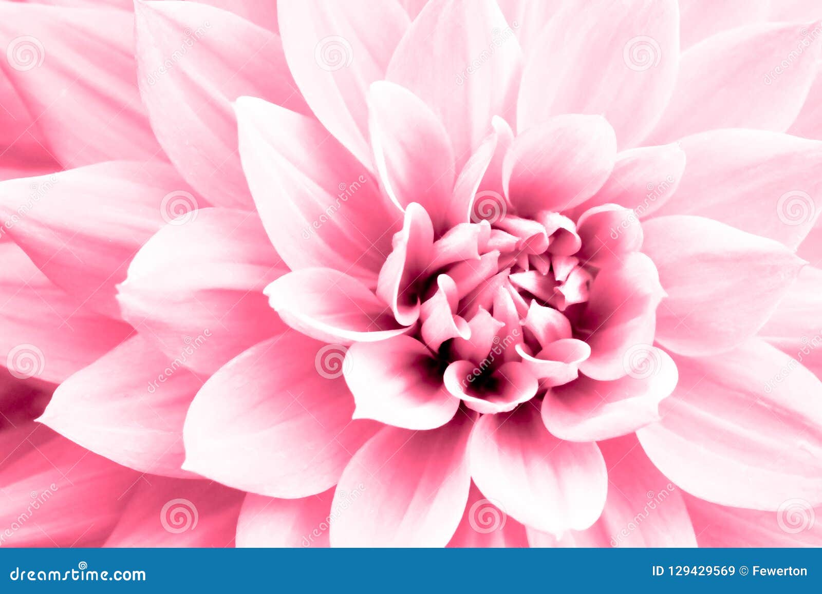 dahlia light pink flower macro photo. high key picture in color emphasizing the bright pink and highlights