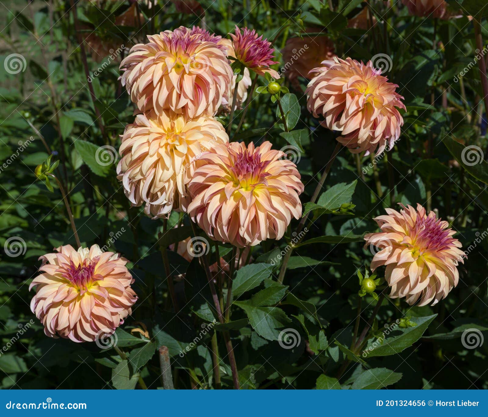 the dahlia name, hapet poesie in the dahlia garden baden baden near the lichtentaler alley. baden baden, baden wÃÂ¼rttemberg,