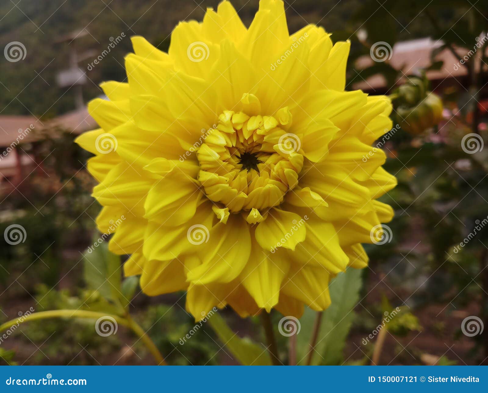 Dahlia National Flower Amarela Da Jardinagem De Flor Indiana De Beautyful  Da Natureza De Maxico Imagem de Stock - Imagem de amarelo, jardinar:  150007121