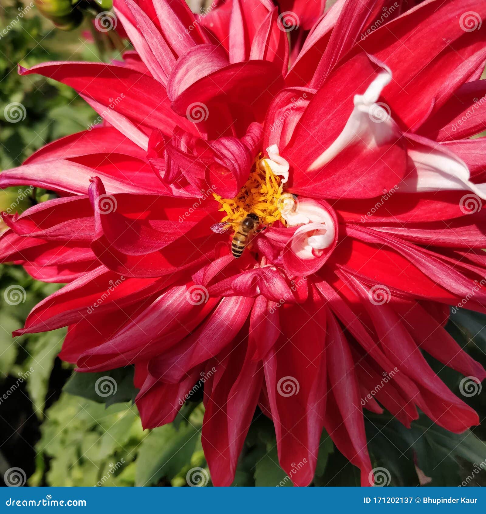 Dahlia Planta Com Flor De Dália Vermelha E Botões No Meu Jardim Uma Abelha  De Mel Está Se Alimentando Do Néctar Imagem de Stock - Imagem de néctar,  flor: 171202137