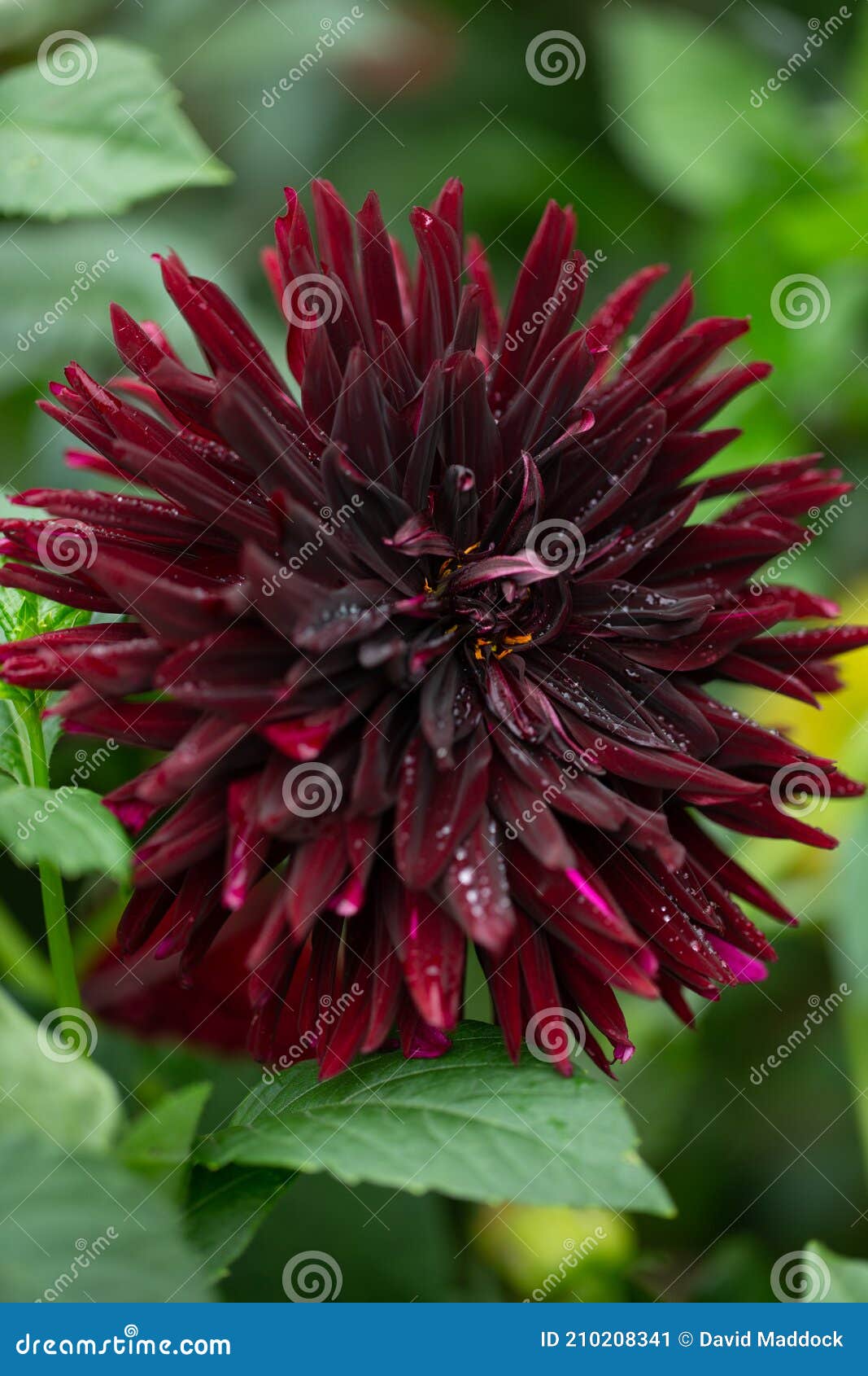 Dahlia Santa Colina Viuda Negra Imagen de archivo - Imagen de planta, flor:  210208341