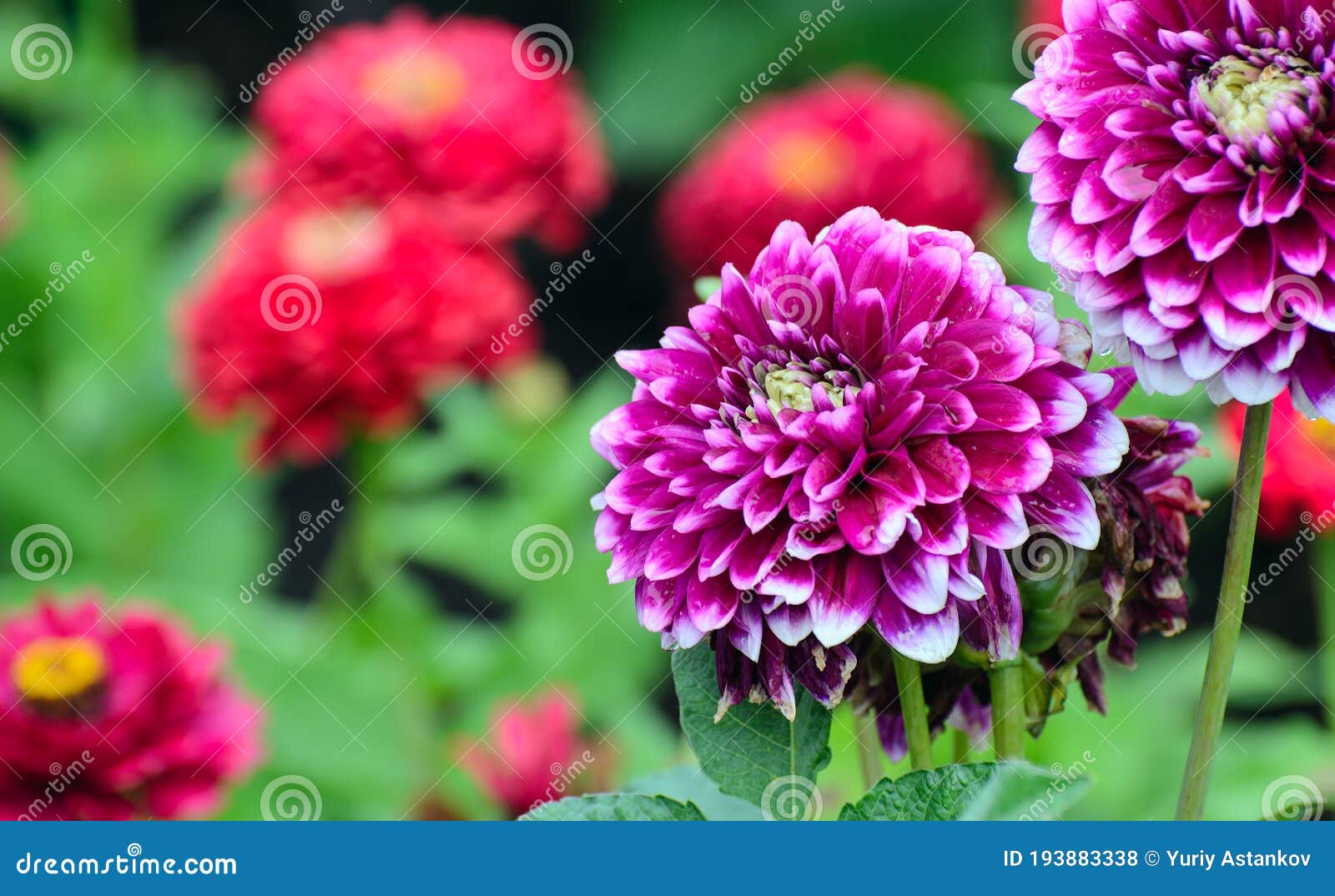 Dahlias Roxas Brilhantes Sobre Fundo Vermelho Turvo Foto de Stock - Imagem  de flora, fundo: 193883338