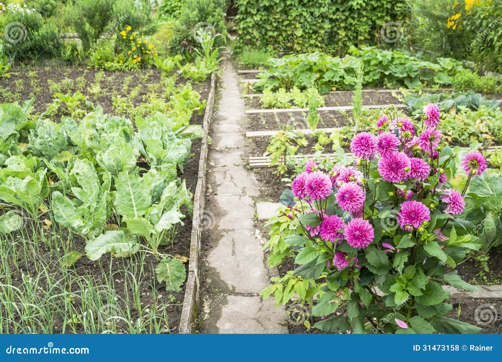 Dahlias in a Vegetable Garden Stock Photo Image of soil, green 31473158