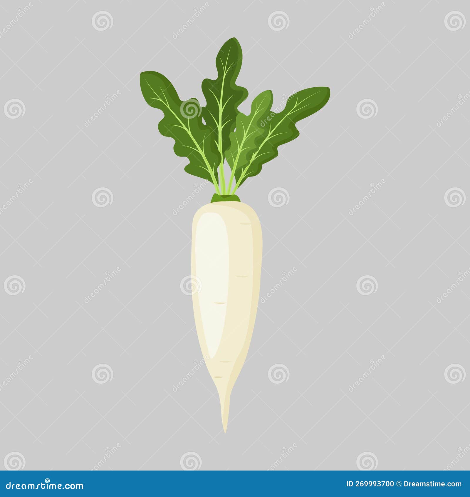 daicon. daicon raphanus sativus