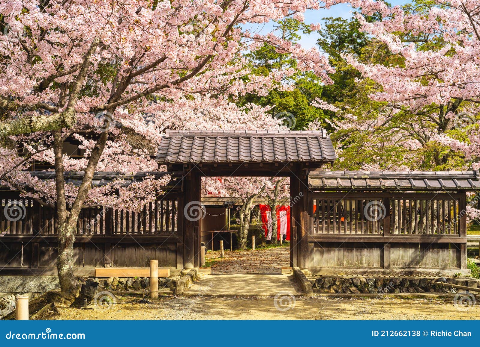 daikaku ji temple with cherry blossom at arashiyama, kyoto, kansai, japan