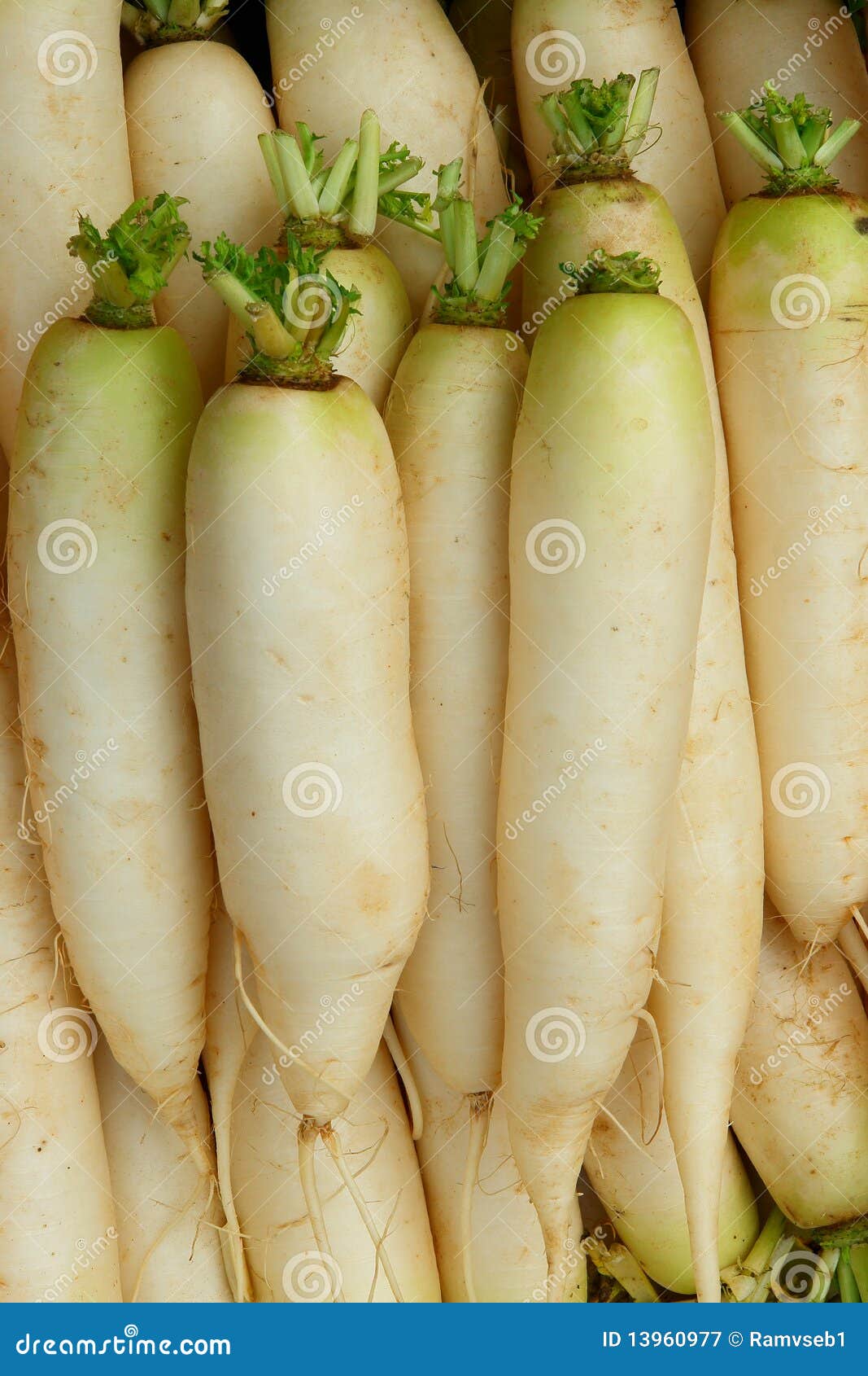 Daikon Japanse radijs stock afbeelding. Image of vegetariër 13960977