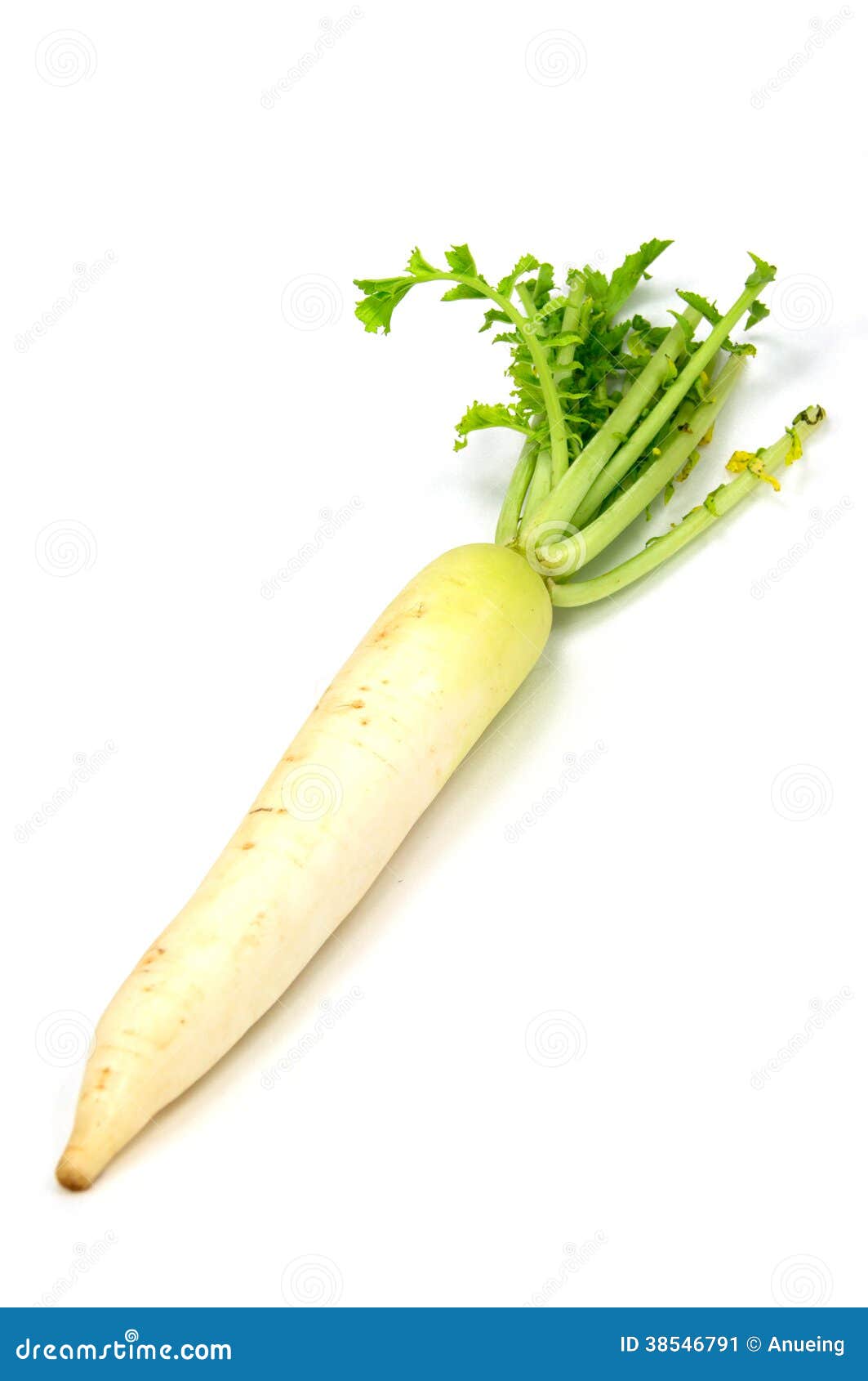 Daikon radish stock image. Image of organic, radish, produce 38546791