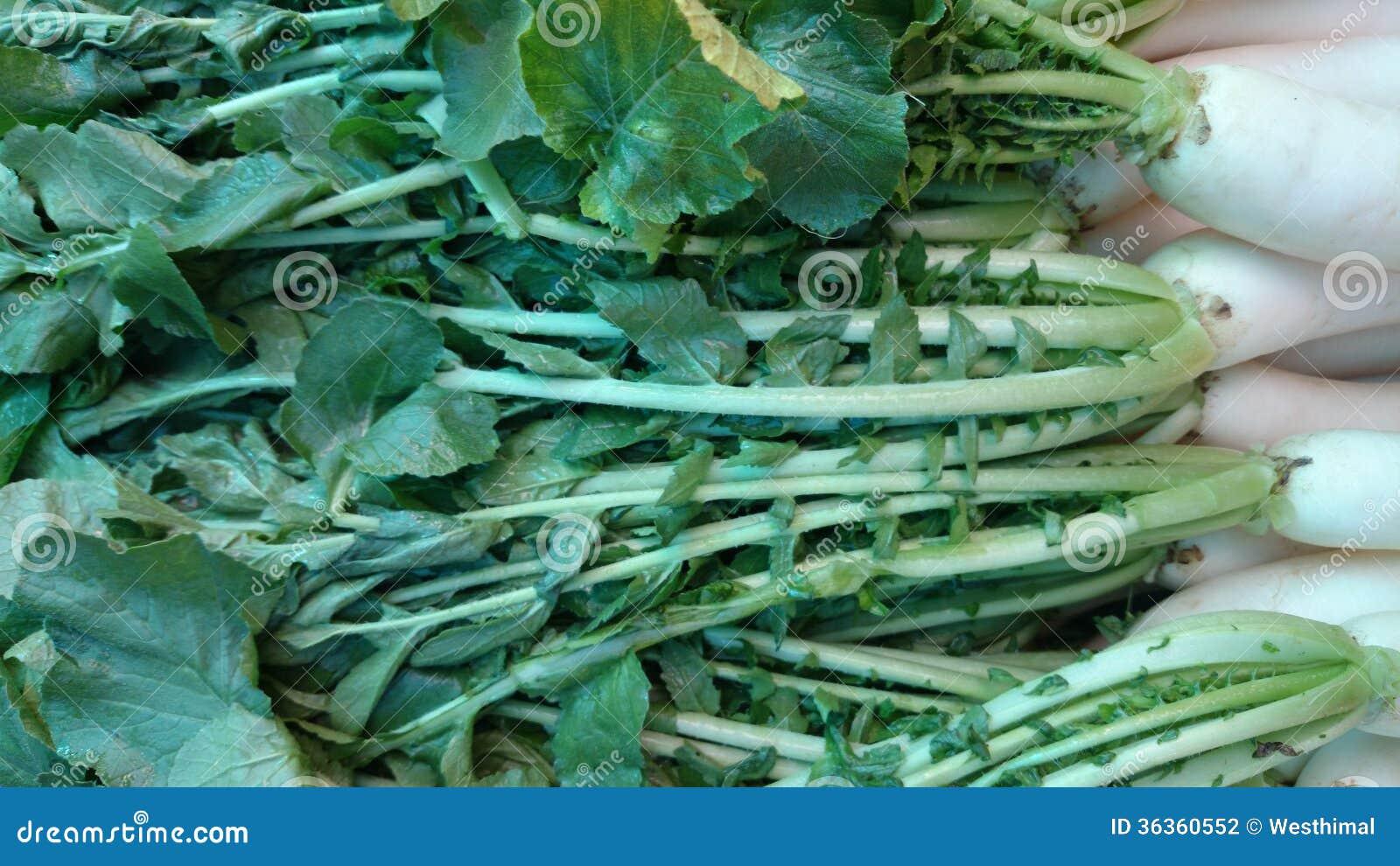 Ravanello Di Daikon Ravanello Giapponese Rotondo Bianco Grezzo Fresco Saporito Image114313342 - Foto 4