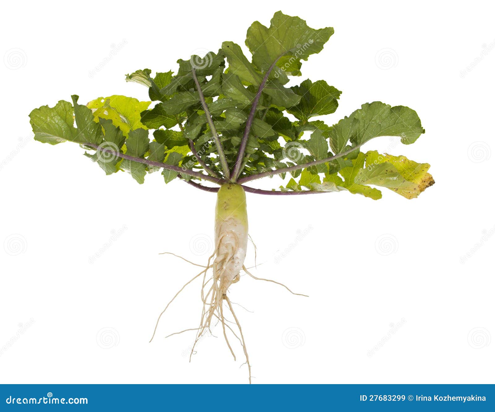 Daikon White Chinese Radish. Whole Plant Stock Image Image of white