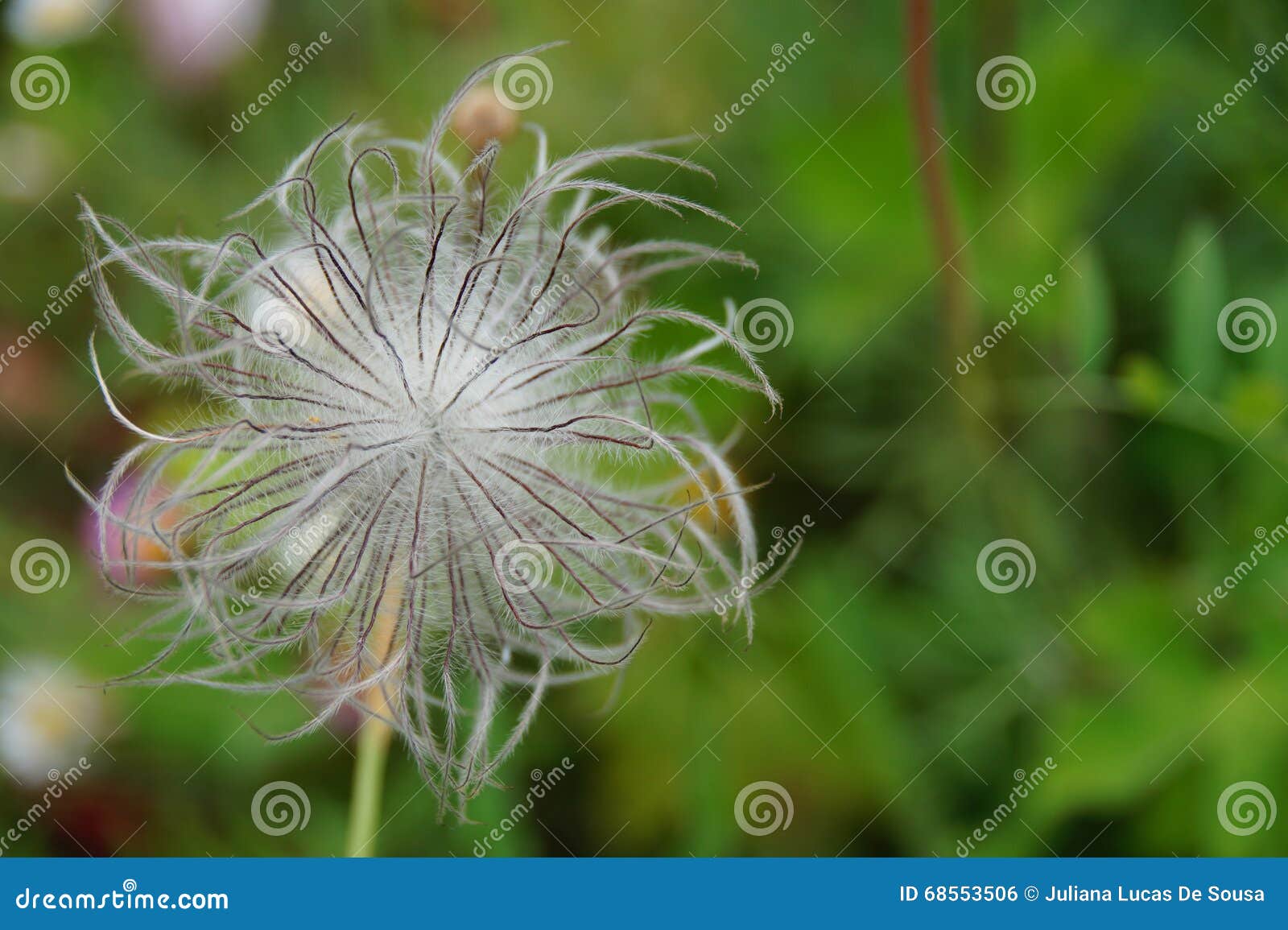 A Dainty White Flower Blows Stock Photo Image of pollen, branches