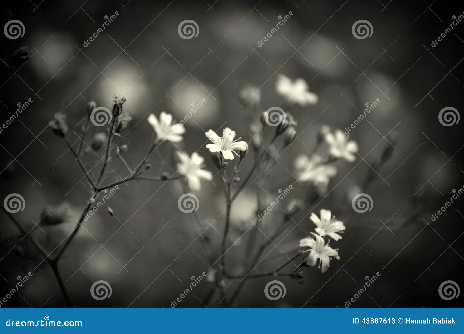 Dainty White Flowers Stock Image Image Of Arboretum 43887613