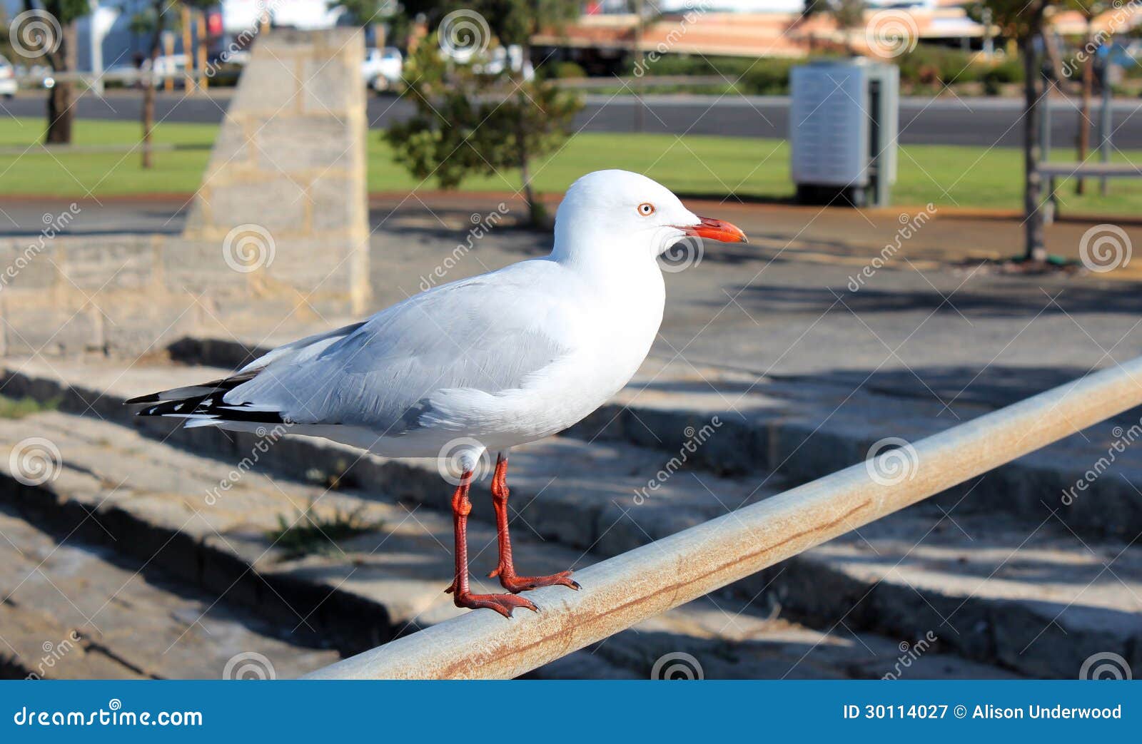 dainty white seagull perching on an iron rail at the estuary.