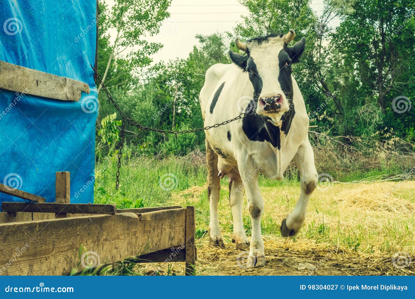 Dairy Black and White Spotted Cow in the Village. Stock Image - Image ...