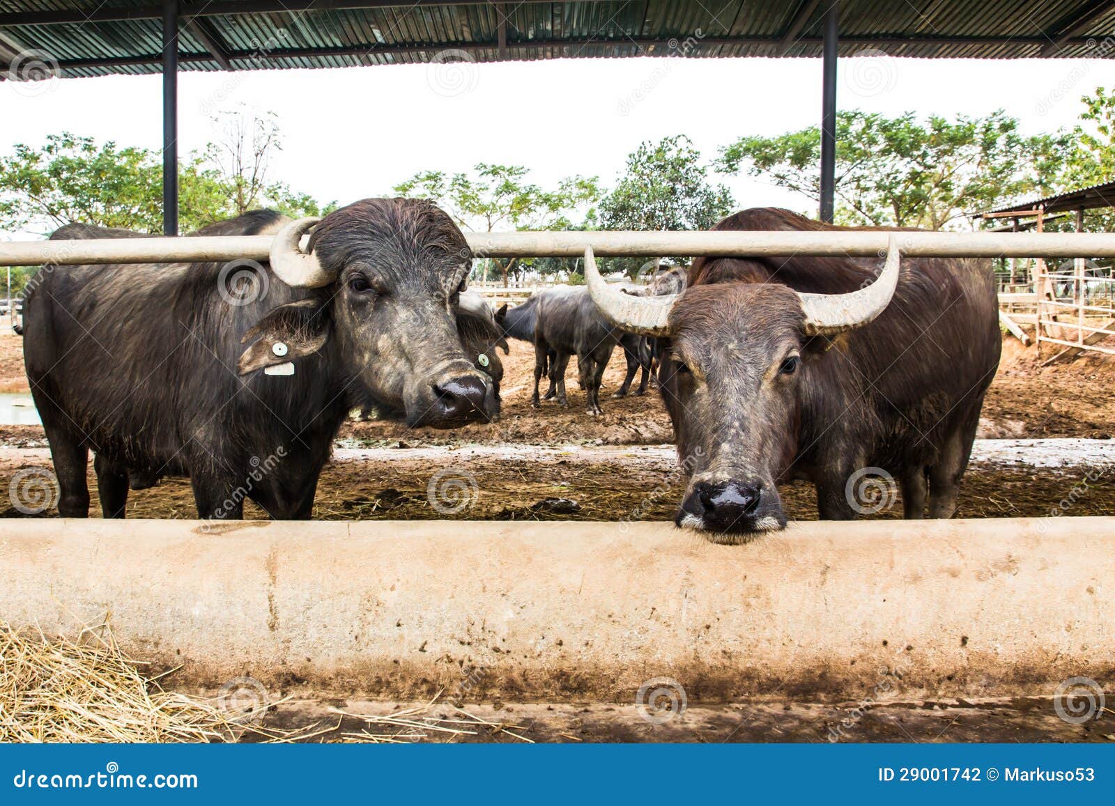 Dairy buffalo in farm stock photo. Image of portrait 29001742