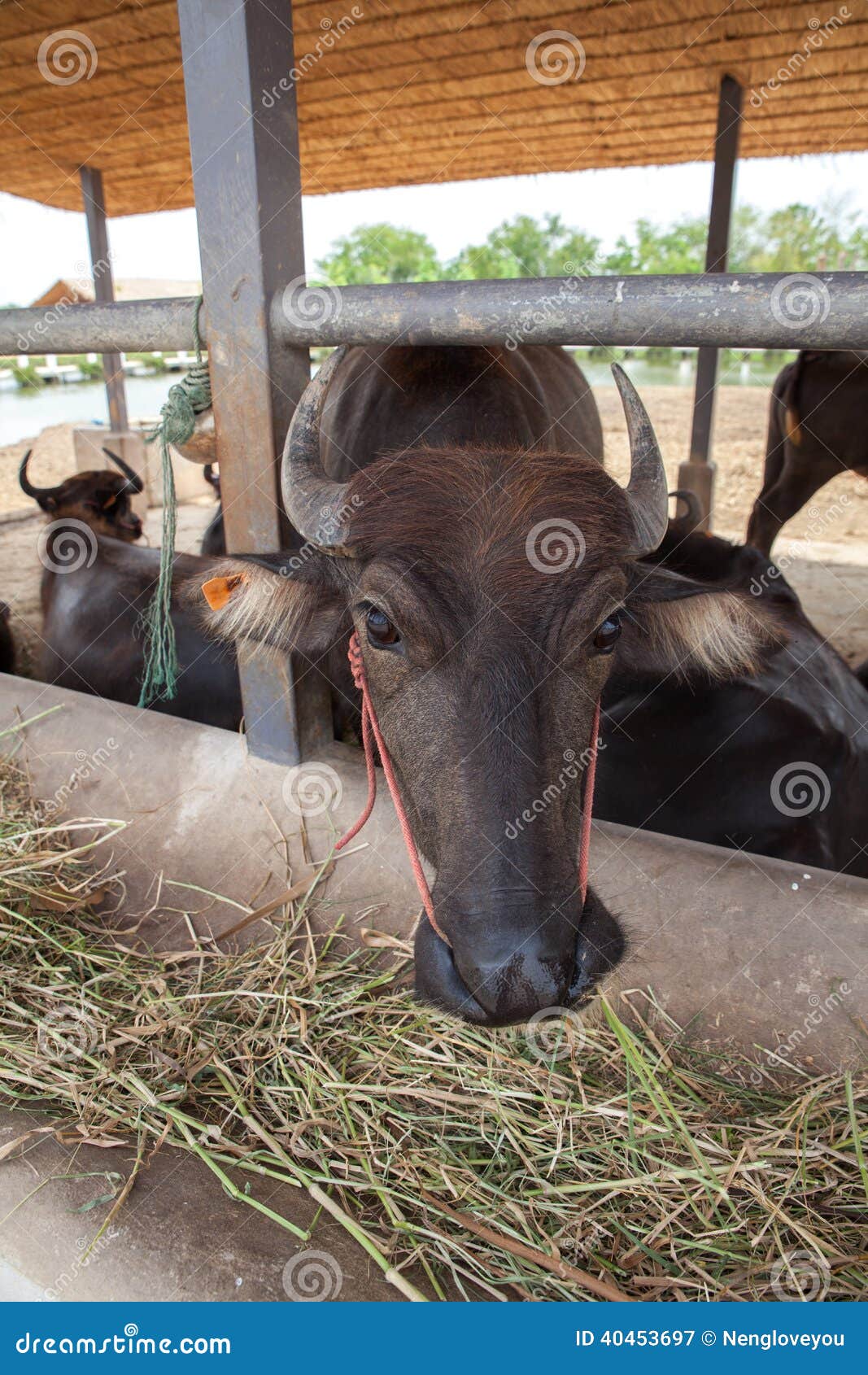 Dairy buffalo in farm stock image. Image of field, animal 40453697