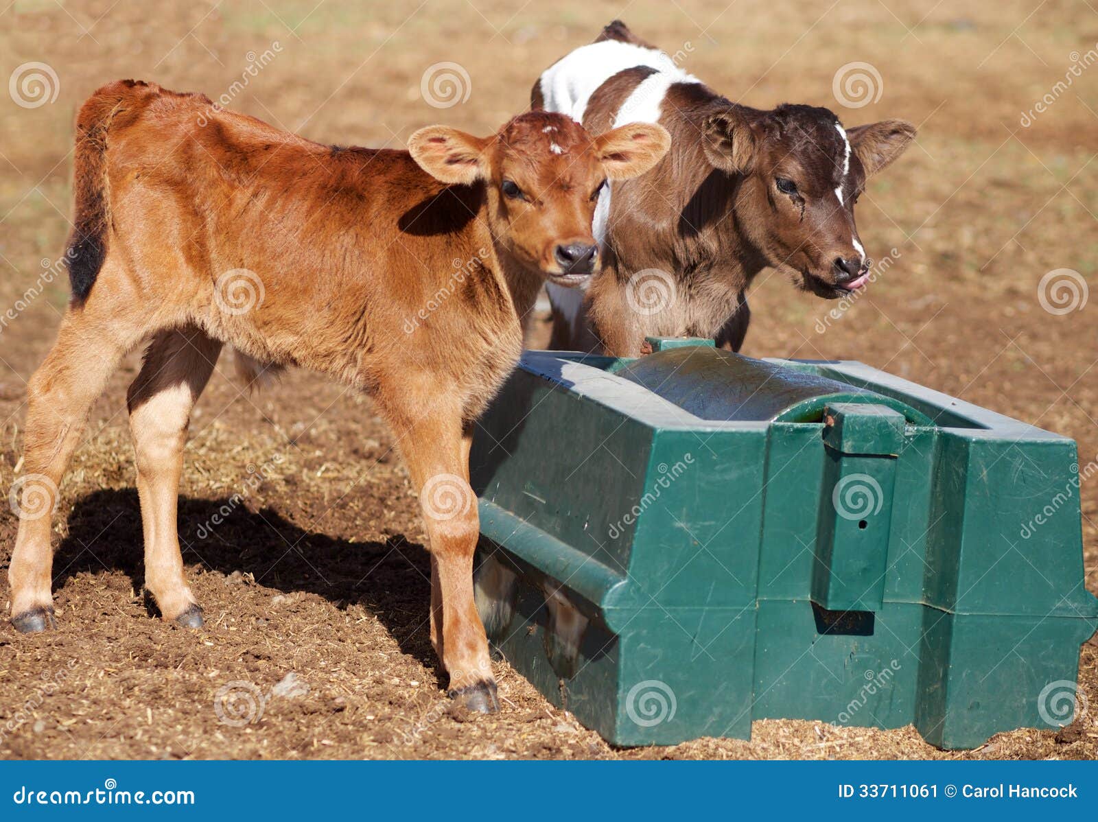 Dairy Bull Calves Enjoying a Molasses Roll Stock Image Image of baby