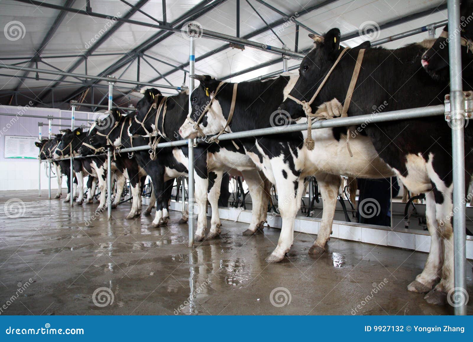 Dairy cow stock photo. Image of milking, mammals, indoor 9927132