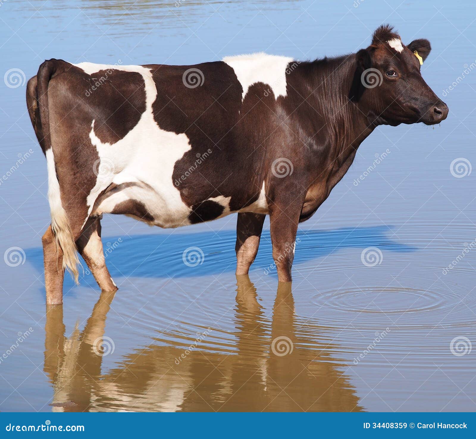 Dairy Cow at the Dam stock image. Image of livestock 34408359