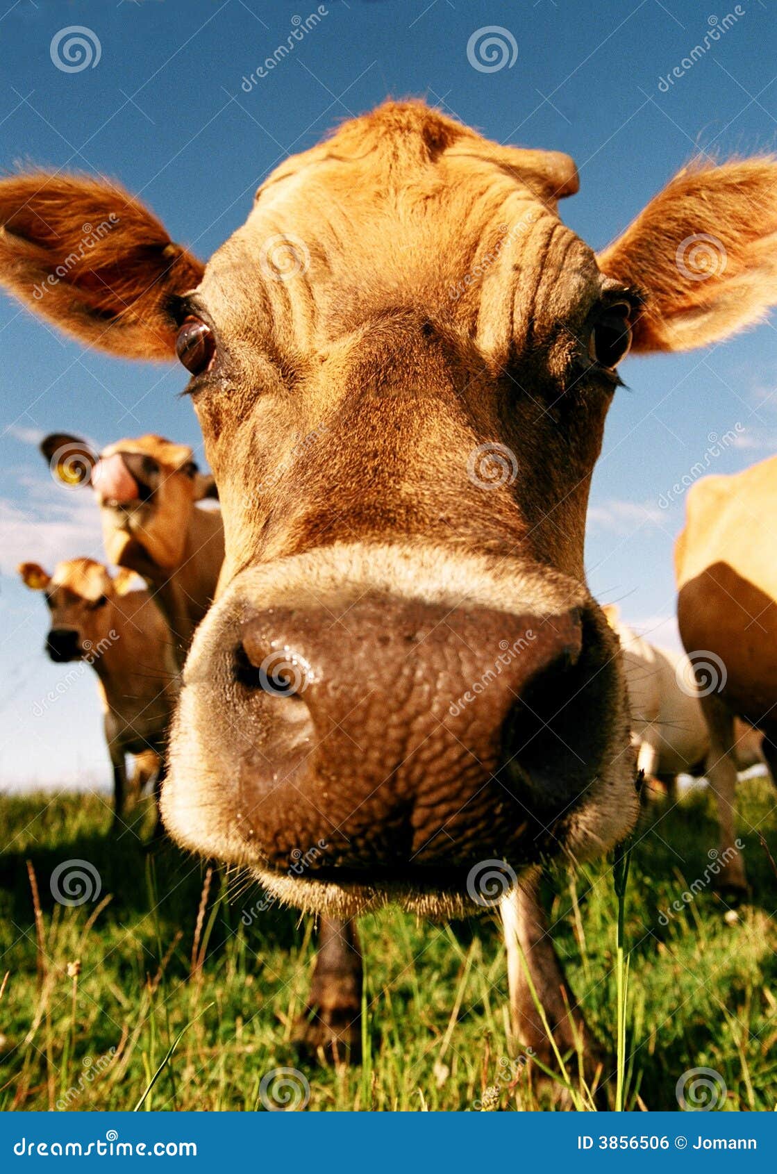 Dairy cow face stock photo. Image of ears, dairy, nose 3856506