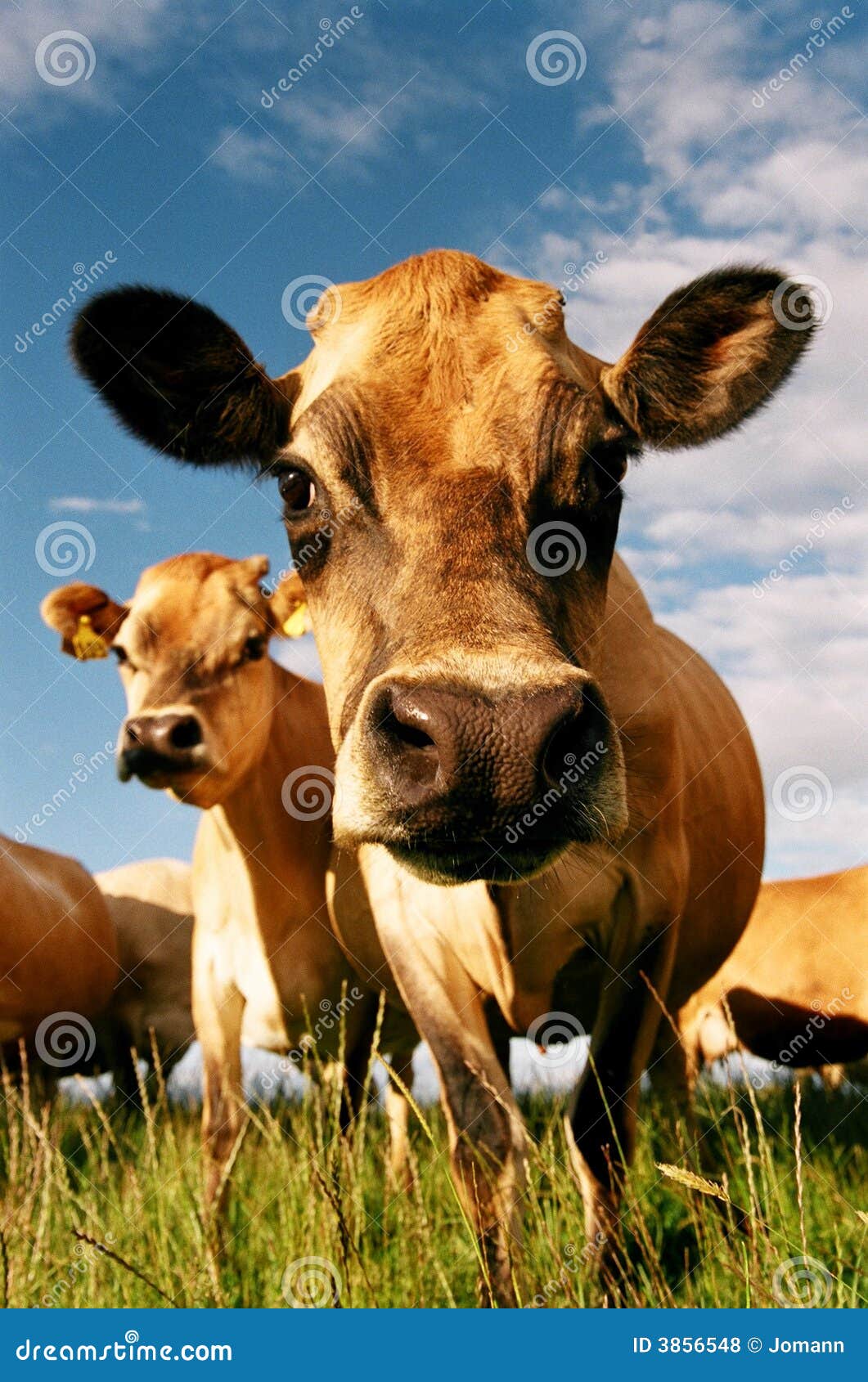 Dairy cow face stock photo. Image of paddock, dairy, eyes 3856548