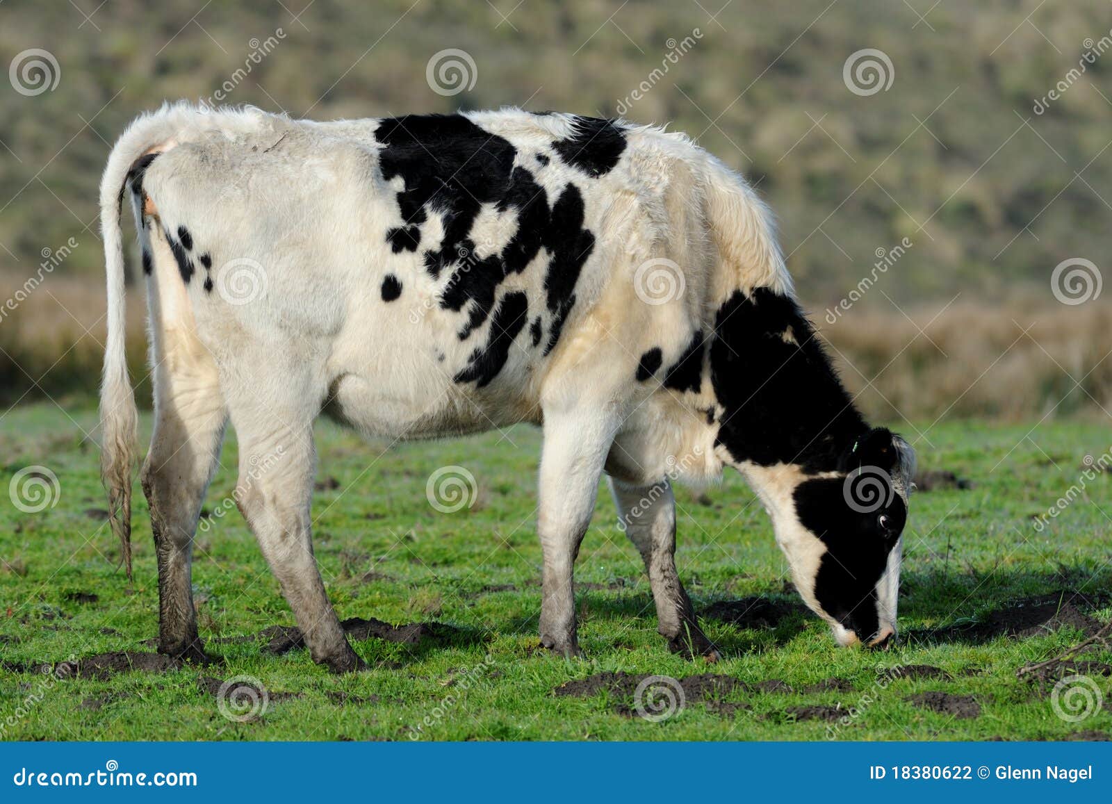 Dairy cow grazing stock photo. Image of outdoors, farm 18380622