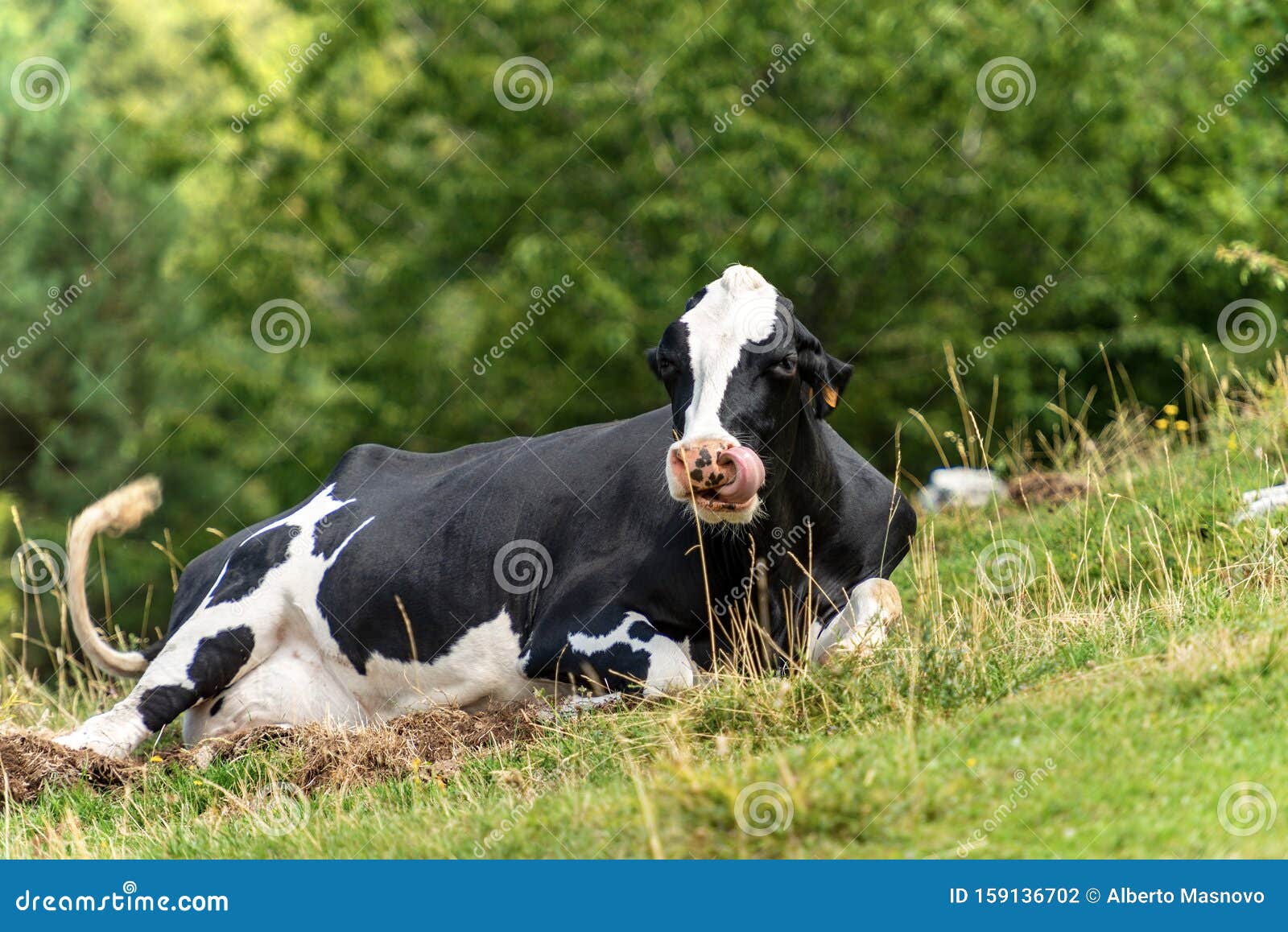 Dairy Cow Relaxing in the Grass - Italian Alps Stock Photo - Image of ...