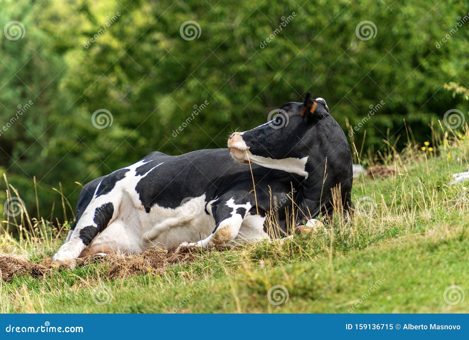 Dairy Cow Relaxing in the Grass - Italian Alps Stock Image - Image of ...