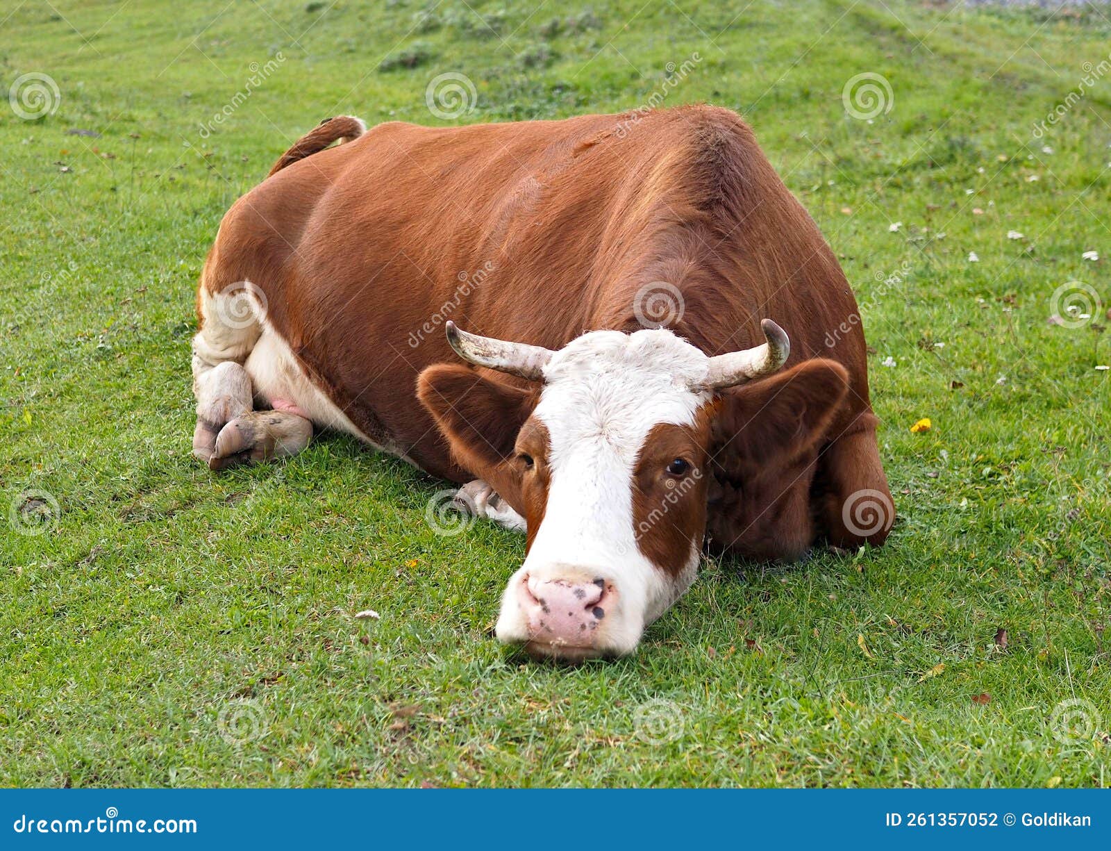 Dairy Cow Resting in a Meadow Stock Photo Image of farm, nature