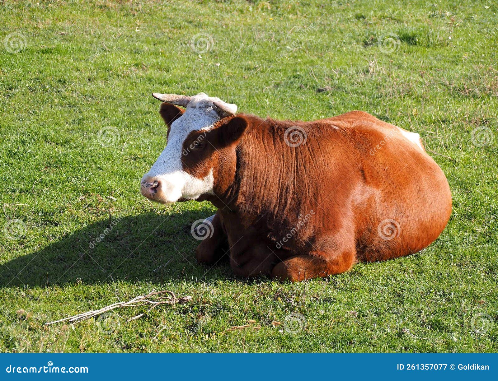 Dairy Cow Resting in a Meadow Stock Image Image of summer, lying