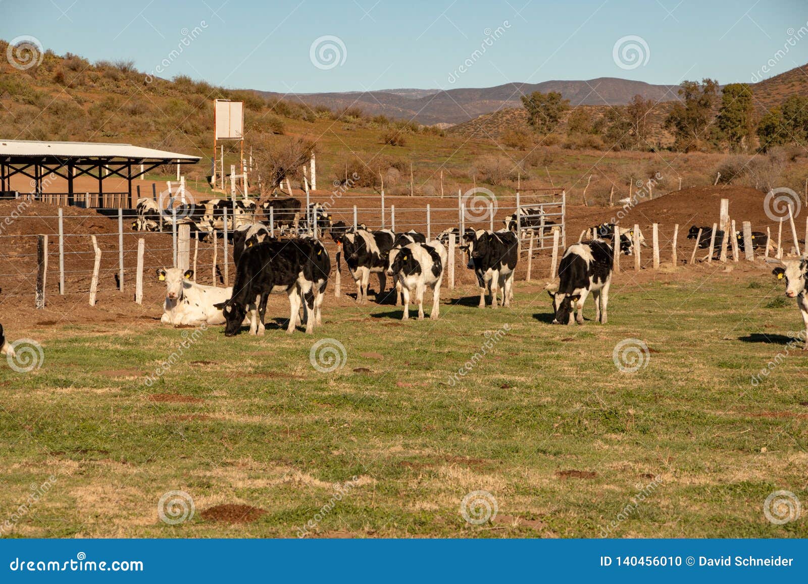 dairy cows in a cheese making rancho at ojos negros, mexico