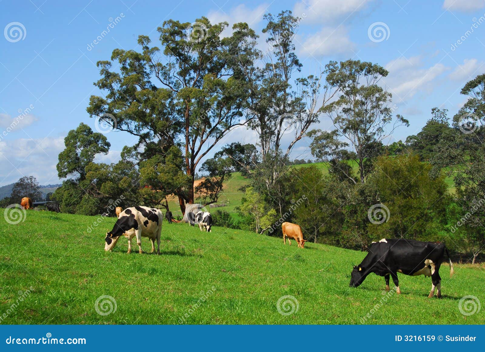 Dairy Cows Grazing stock image. Image of dairy, natural 3216159