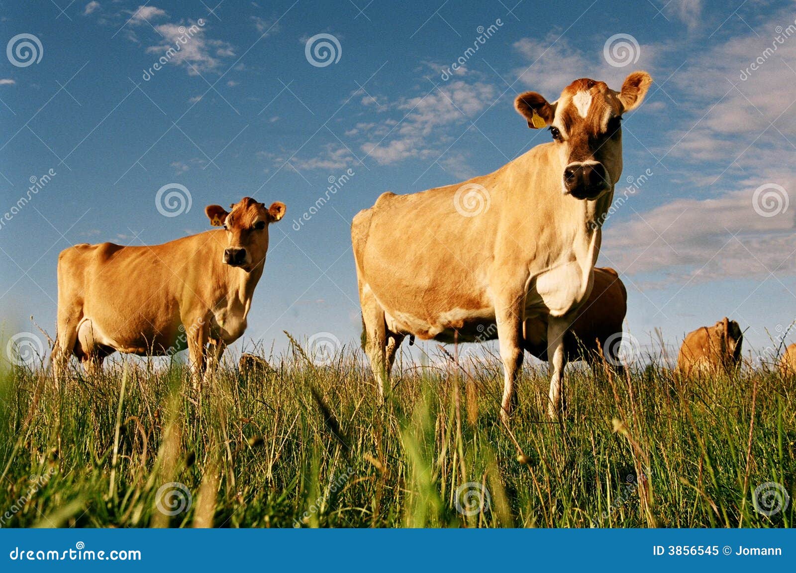 dairy cows in paddock