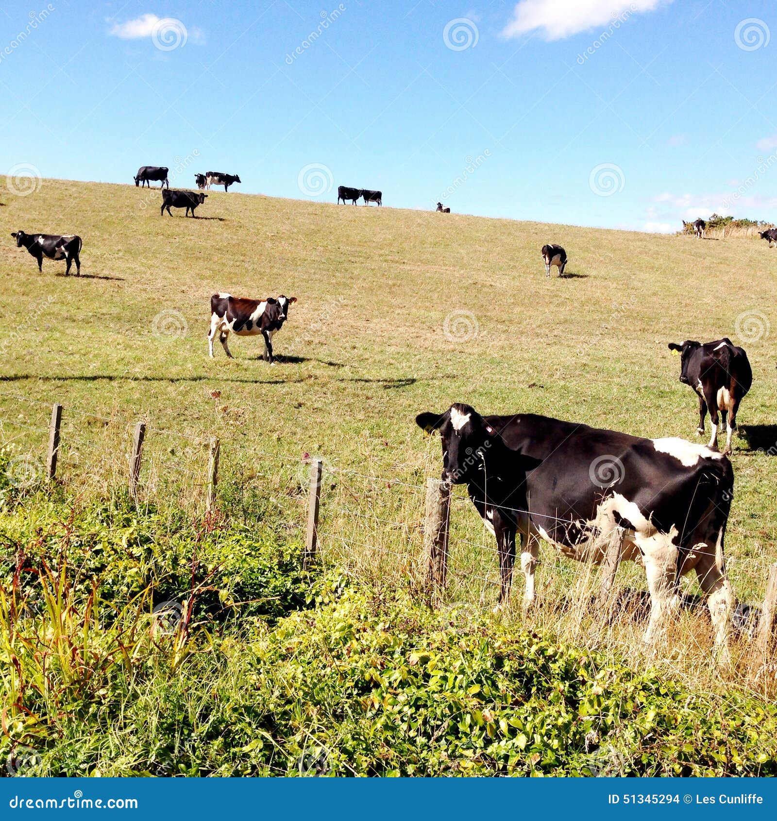 Dairy cows stock photo. Image of bovine, dairy, rural 51345294