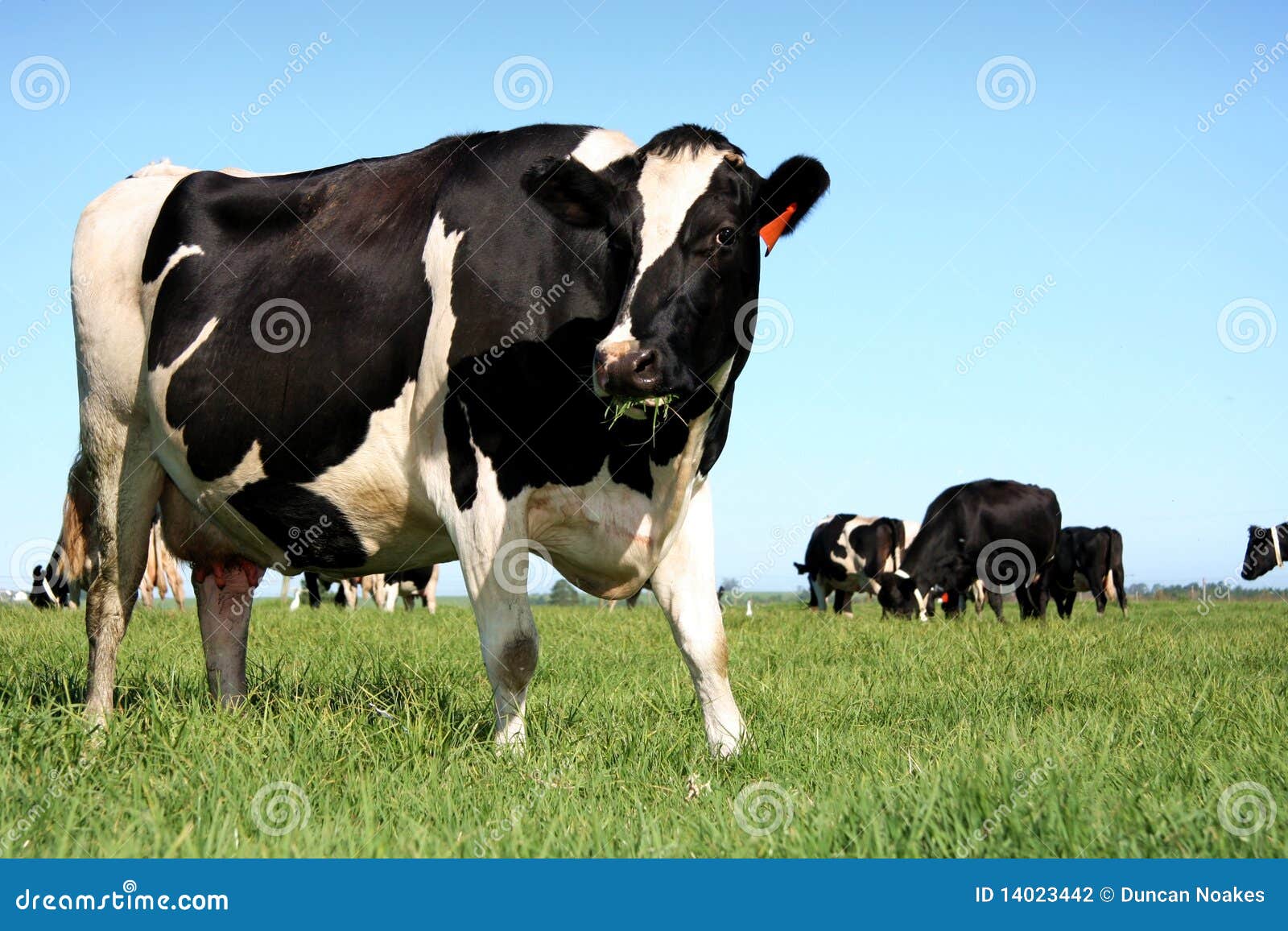 dairy cows in pasture