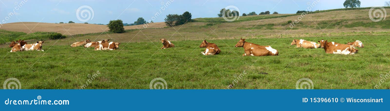 dairy cows pasture field banner panorama panoramic