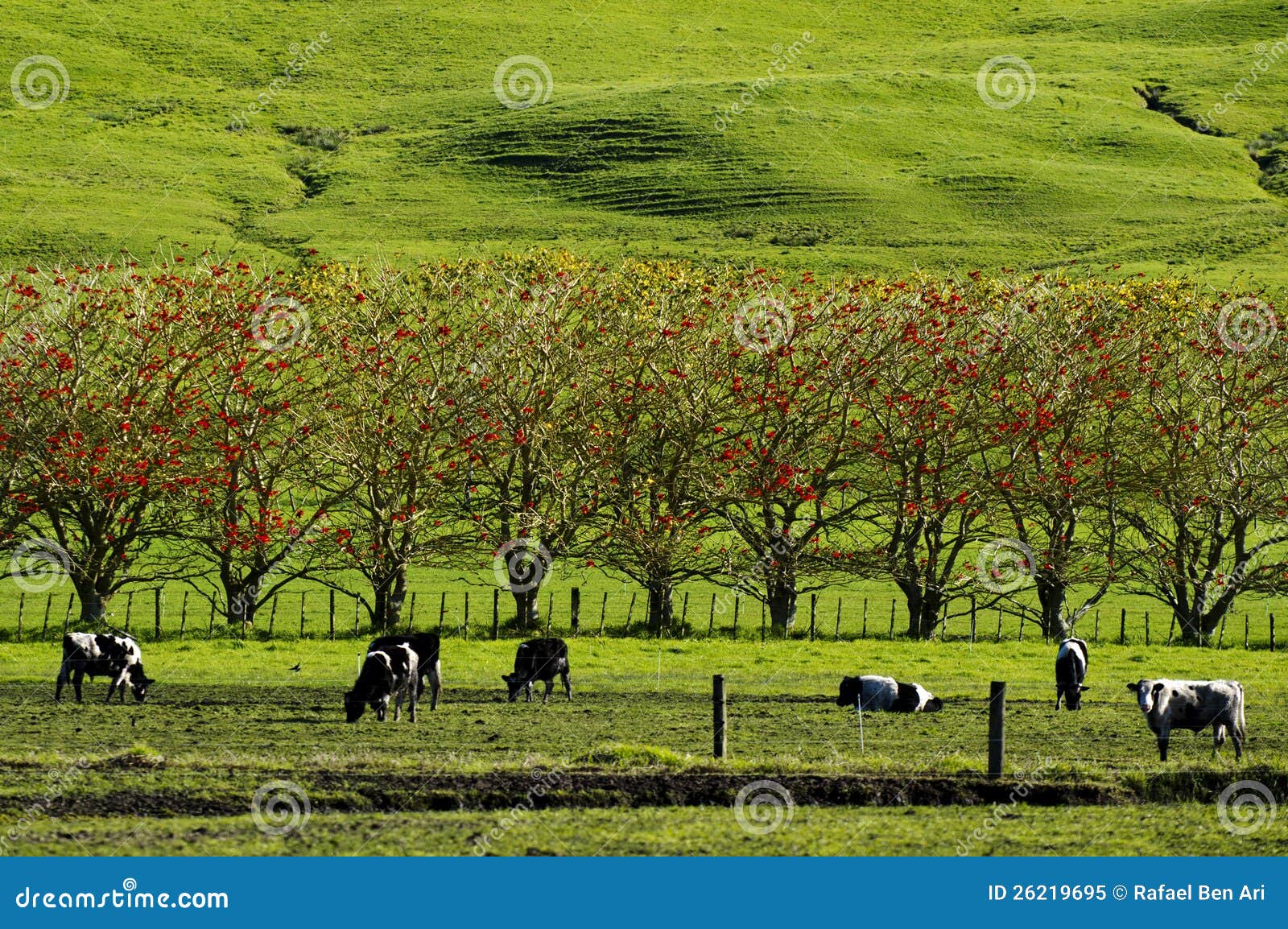 Dairy Farm stock image. Image of hill, mammal, head, environment 26219695