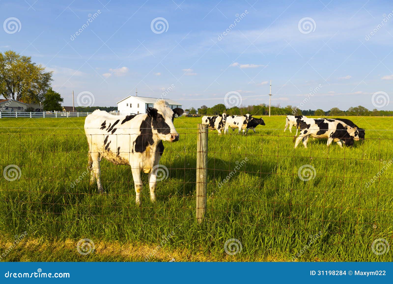 Dairy Farm stock photo. Image of field, silos, plant 31198284