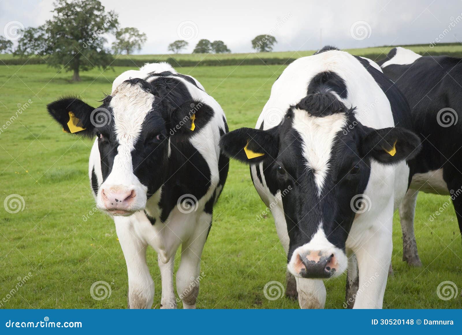 Dairy Farm Cows In UK Royalty Free Stock Photos Image 30520148